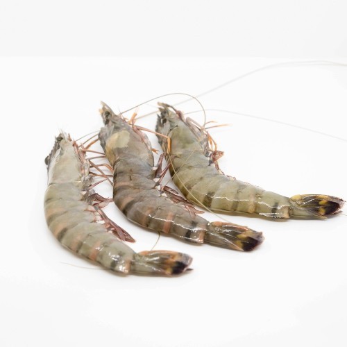 Gamba BT HOSO 2/4