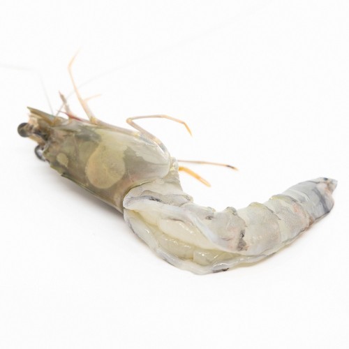 Gamba BT 8/12 Body Peel